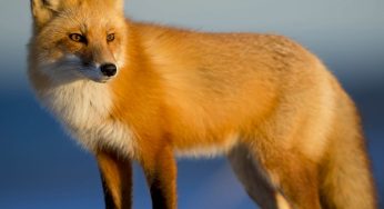 African Nations Are Struggling To Save Their Wildlife
