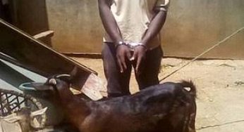 Kangundo man arrested for killing two goats during sex