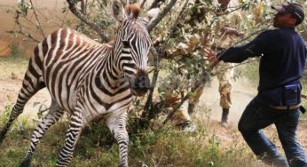 Fear as wildlife attacks residents in Naivasha