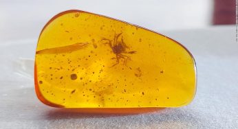 TINY CRAB PRESERVED IN 100-MILLION YEAR-OLD AMBER LIVED AMONG DINOSAURS