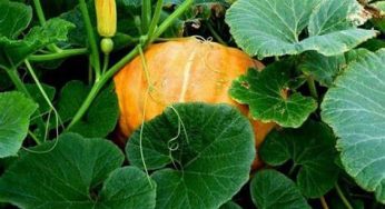Discover the Health Benefits of Adding Pumpkin Leaves (Misheveve) to Your Meals!