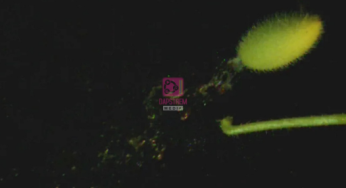 The Explosive Seed Launch of the Squirting Cucumber