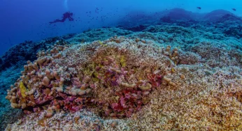“Discovery of World’s Largest Coral in the Pacific Offers Hope Amid Climate Change Threats”