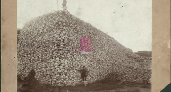 The Dark History Behind the Bison Skull Photo