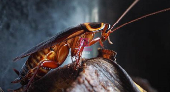 Cry Me a Cockroach: Bold Zoo Event