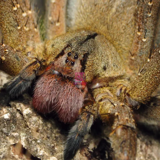 The Brazilian Wandering Spider: Nature’s Deadliest Traveler