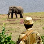 KWS Investigates Death of 15 Elephants in Amboseli Ecosystem Amid Growing Conservation Concerns