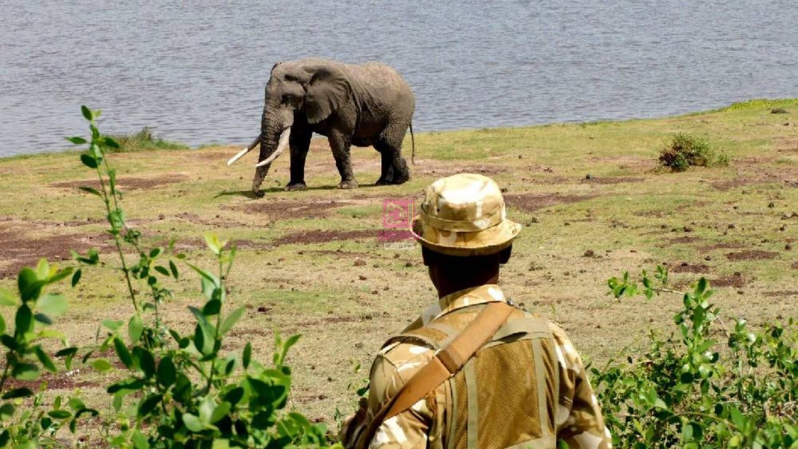 KWS Investigates Death of 15 Elephants in Amboseli Ecosystem Amid Growing Conservation Concerns