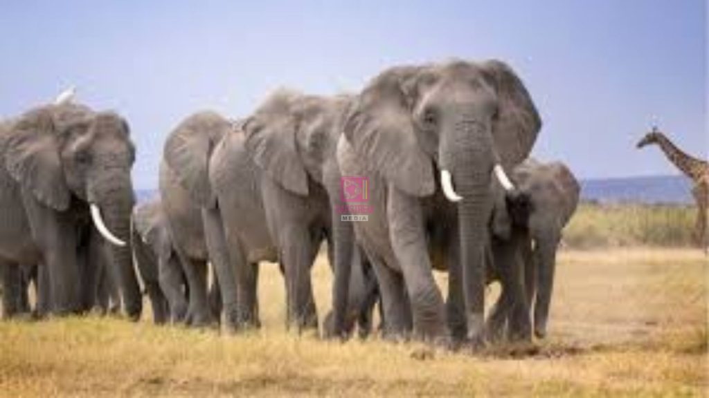 Kenya Wildlife Service is investigating the mysterious deaths of 15 elephants in Amboseli as experts probe a possible toxic substance while assuring the public there is no risk to human health.