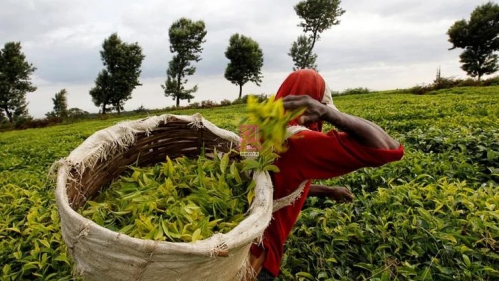 KTDA Chair Njeru Blames 0.8% Export Levy for Declining Tea Market Competitiveness