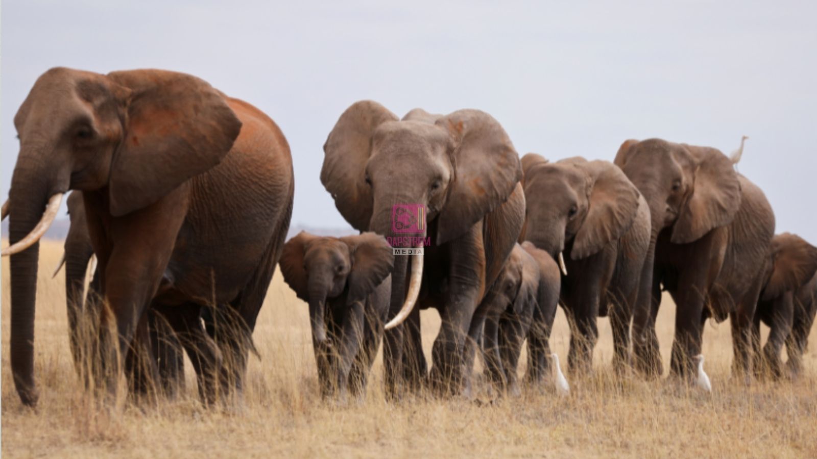 KWS Confirms Cyanide Poisoning Behind Deaths of 15 Elephants in Amboseli National Park