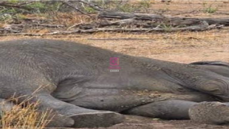 15 Elephants Are Dead. What Does This Say About the Safety of Our Food?