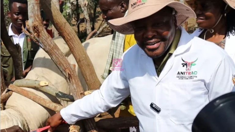 CS Mutahi Kagwe Pushes Digital IDs for Cows, Goats and Sheep to Fight Livestock Theft