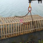 Lake Baringo’s Rising Waters Push KWS to Move Crocodiles to Safer Habitats