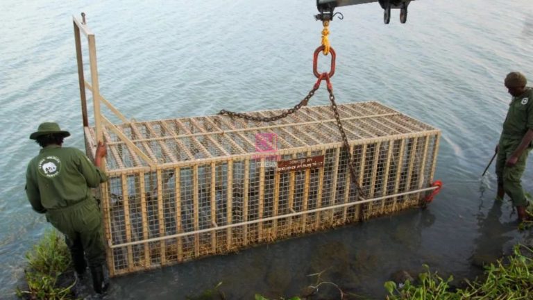 Lake Baringo’s Rising Waters Push KWS to Move Crocodiles to Safer Habitats