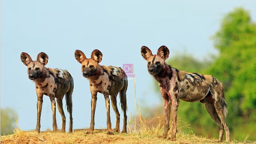 Three African Wild Dogs Travel More Than 4,000km in Search of Mates