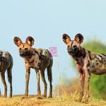 Three African Wild Dogs Travel More Than 4,000km in Search of Mates