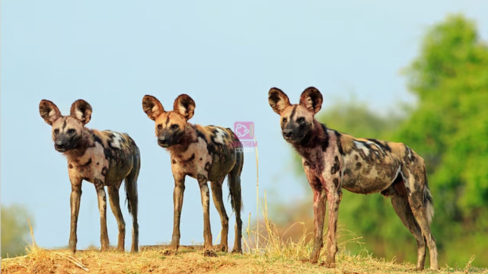 Three African Wild Dogs Travel More Than 4,000km in Search of Mates