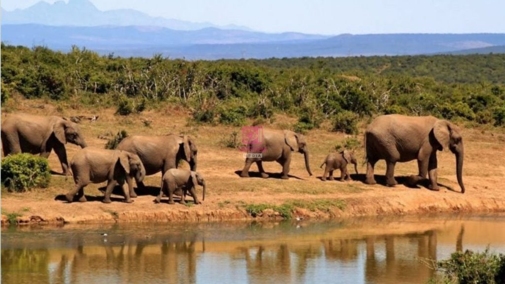 Governor Lenku Rejects KWS Cyanide Claims, Says Murua Grass Killed 20 Amboseli Elephants