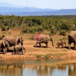 Governor Lenku Rejects KWS Cyanide Claims, Says Murua Grass Killed 20 Amboseli Elephants