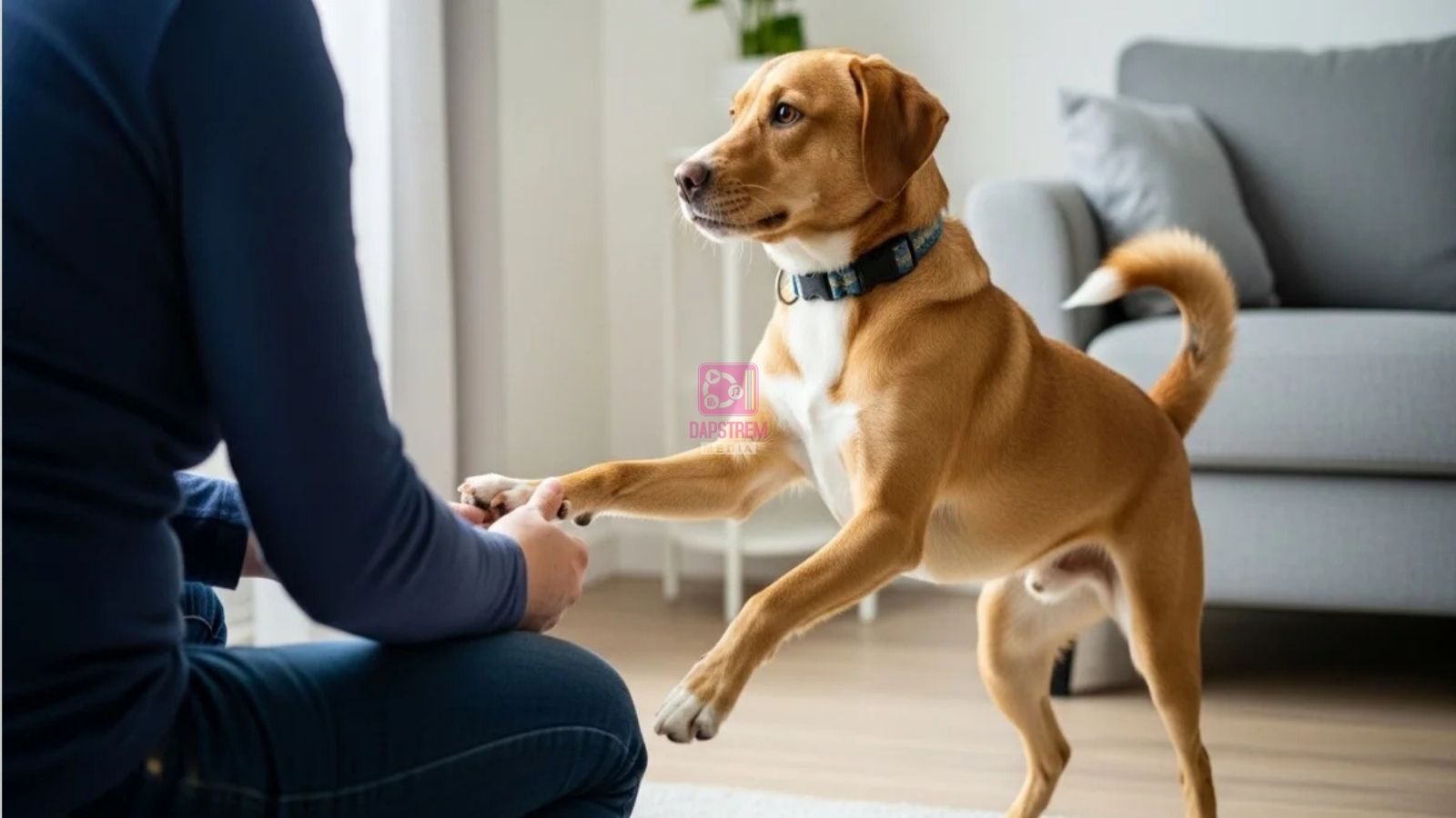 Subtle Ways Your Dog Lets You Know They Trust You Completely